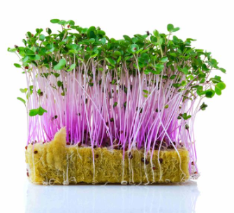 Микрозелень капусты кольраби фото 2